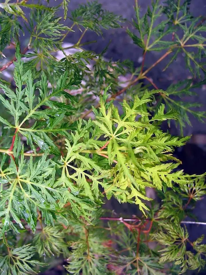 Fein geschlitztes Laub von Acer palmatum ‘Emerald Lace’