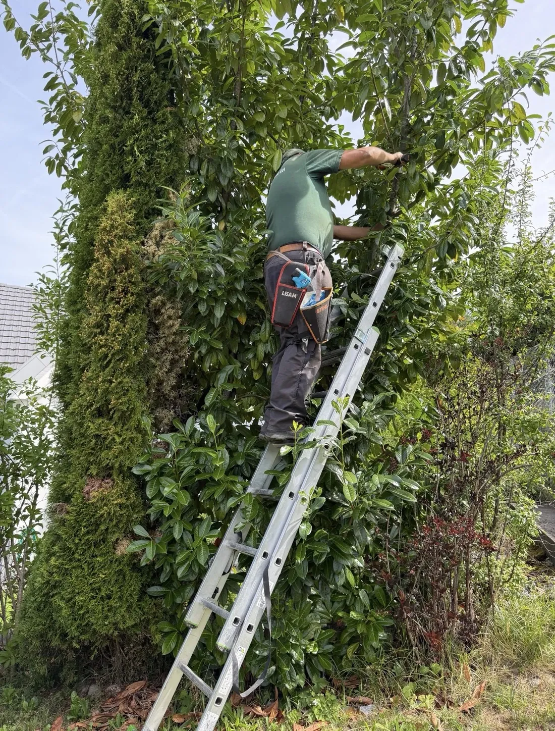 Gärtner beim Schneiden eines Baums auf einer Leiter