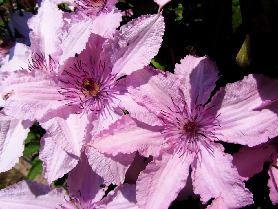 Rosa Blüten von Clematis ‘Hagley Hybrid’