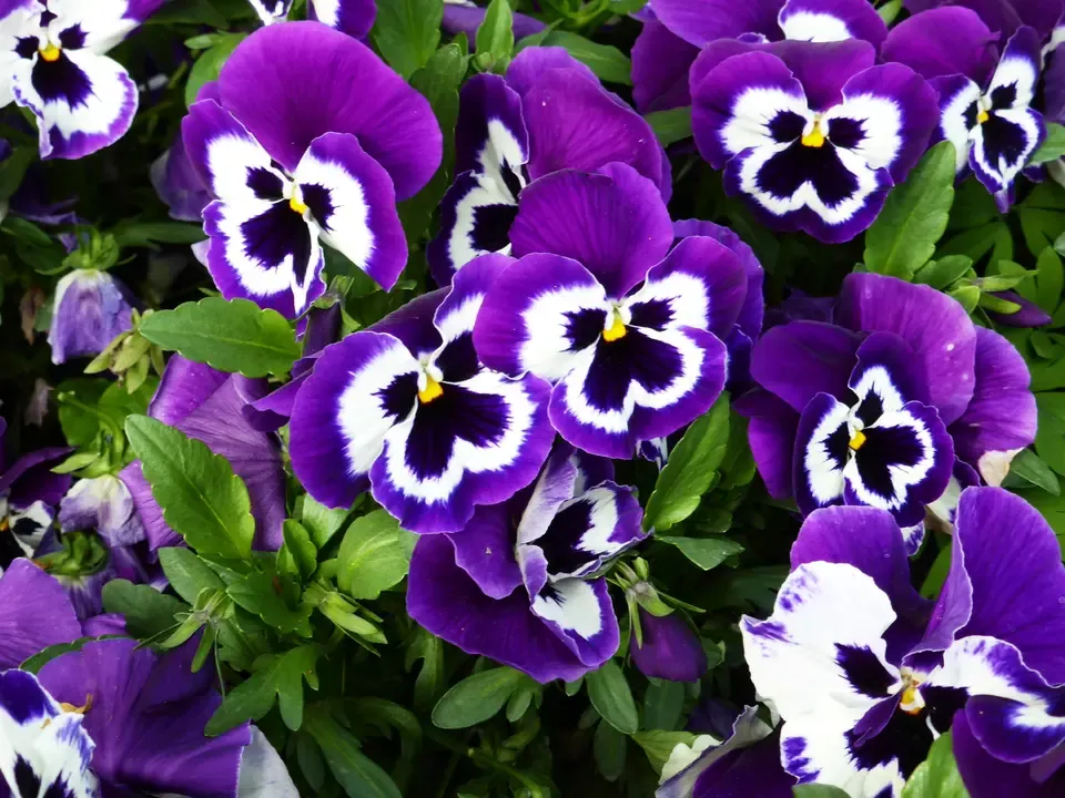Violett-weisse Garten-Stiefmütterchen