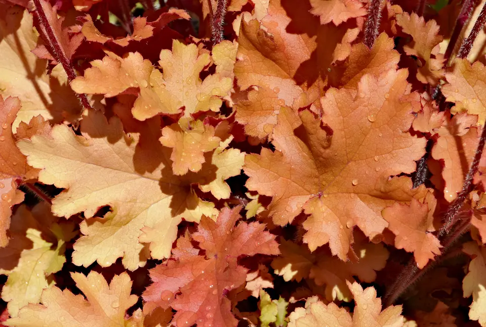 Heuchera mit orangefarbenem Laub – Beispielbild