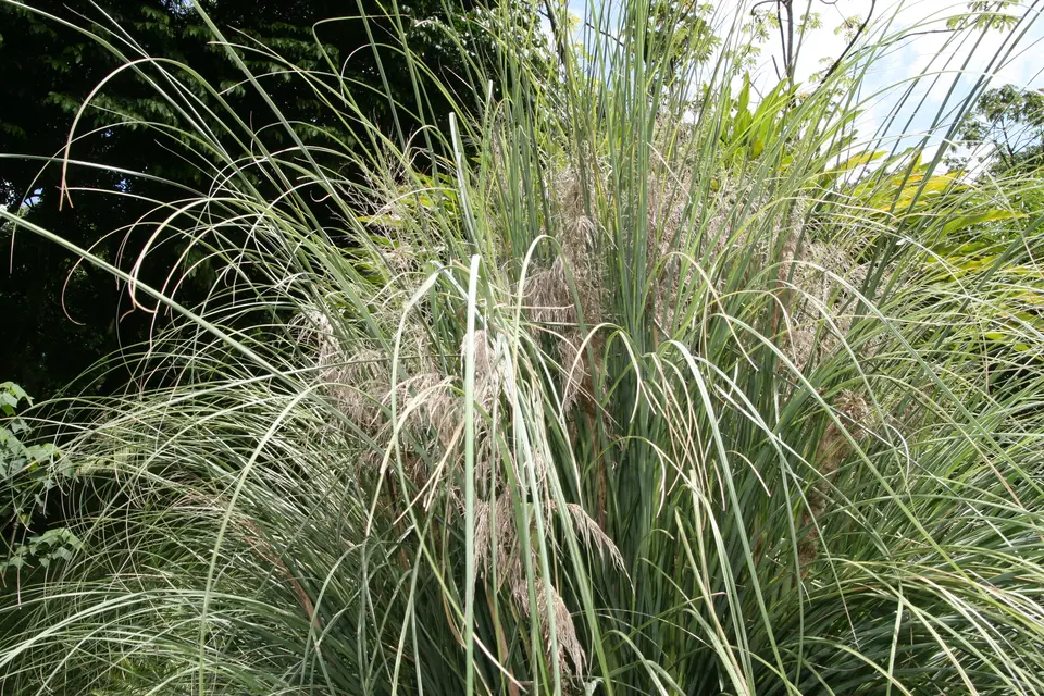 Blätter von Cortaderia selloana – Beispielbild