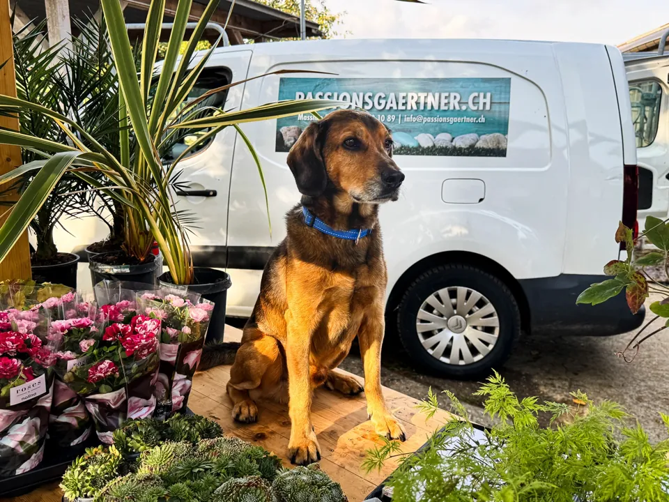 Hund am Pflanzenstand vor dem Firmenfahrzeug von Passionsgärtner