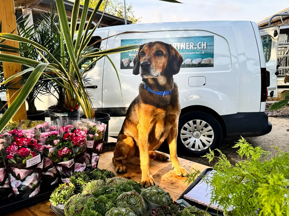 Hund zwischen Rosen, Sukkulenten und weiteren Pflanzen am Verkaufsstand