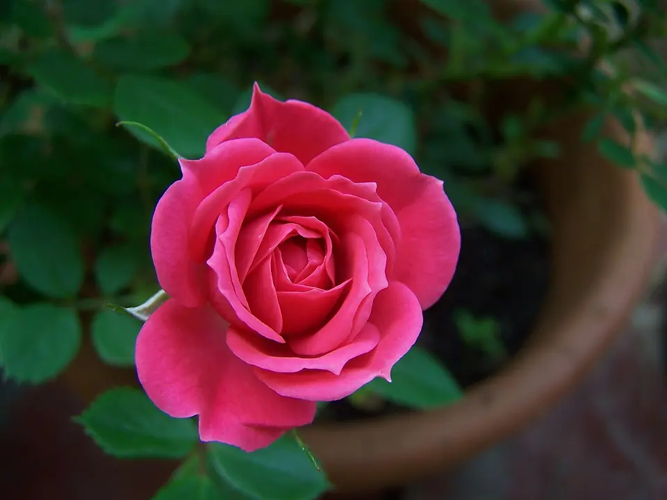 Rosa blühende Miniaturrose – Beispielbild