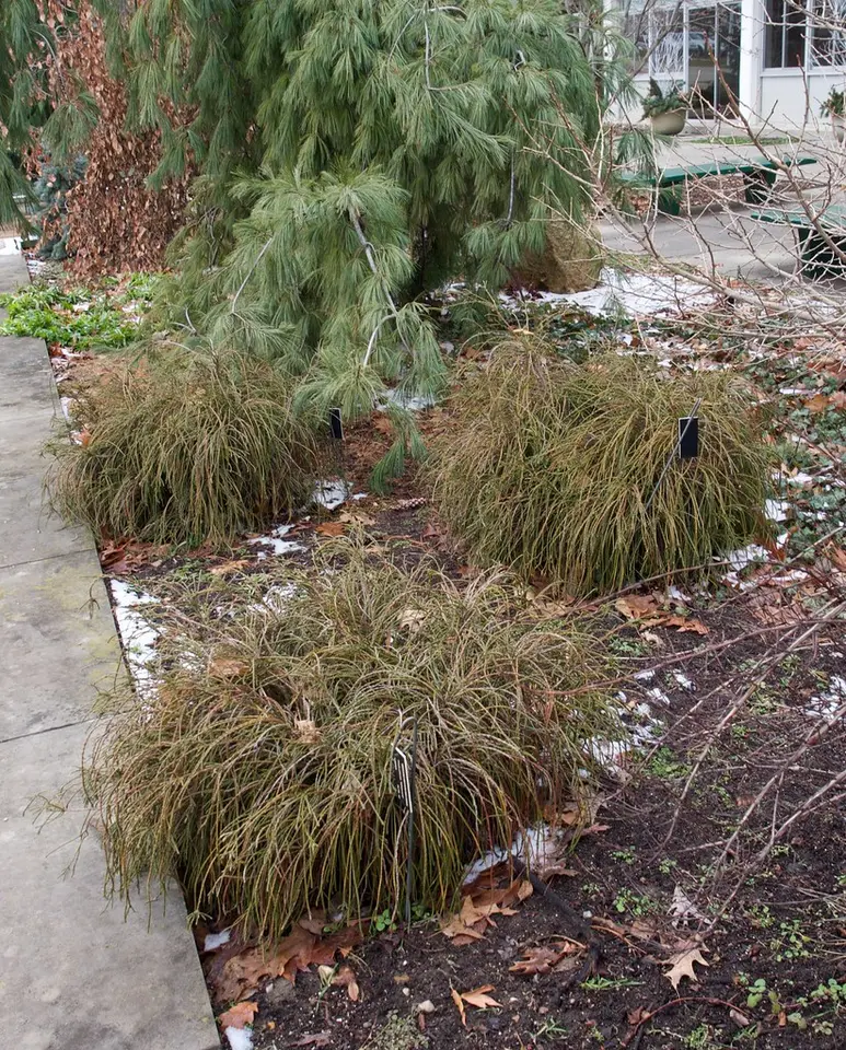 Thuja plicata ‘Whipcord’ mit fadenförmigen Zweigen