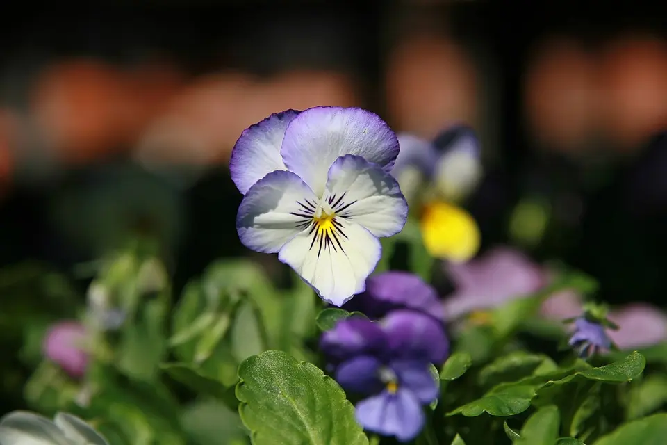 Hornveilchen mit violett-weisser Blüte