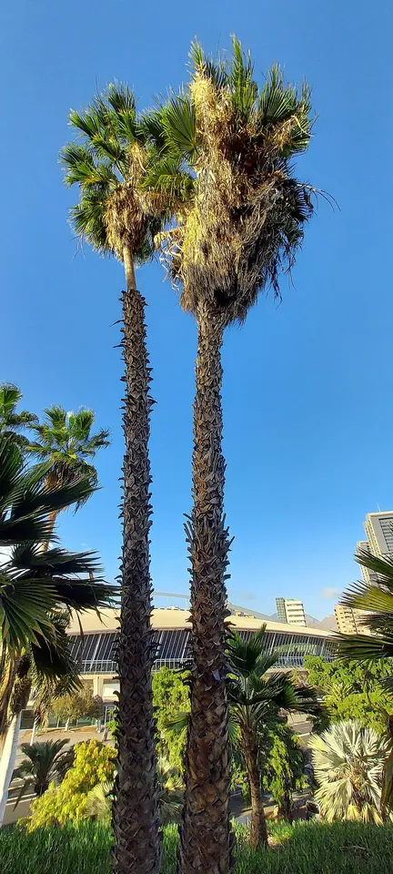 Ausgewachsene Washingtonia robusta