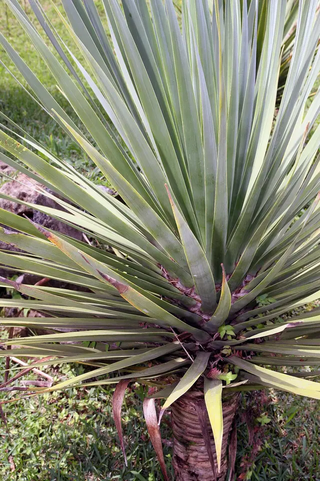 Blattschopf einer Yucca – Beispielbild