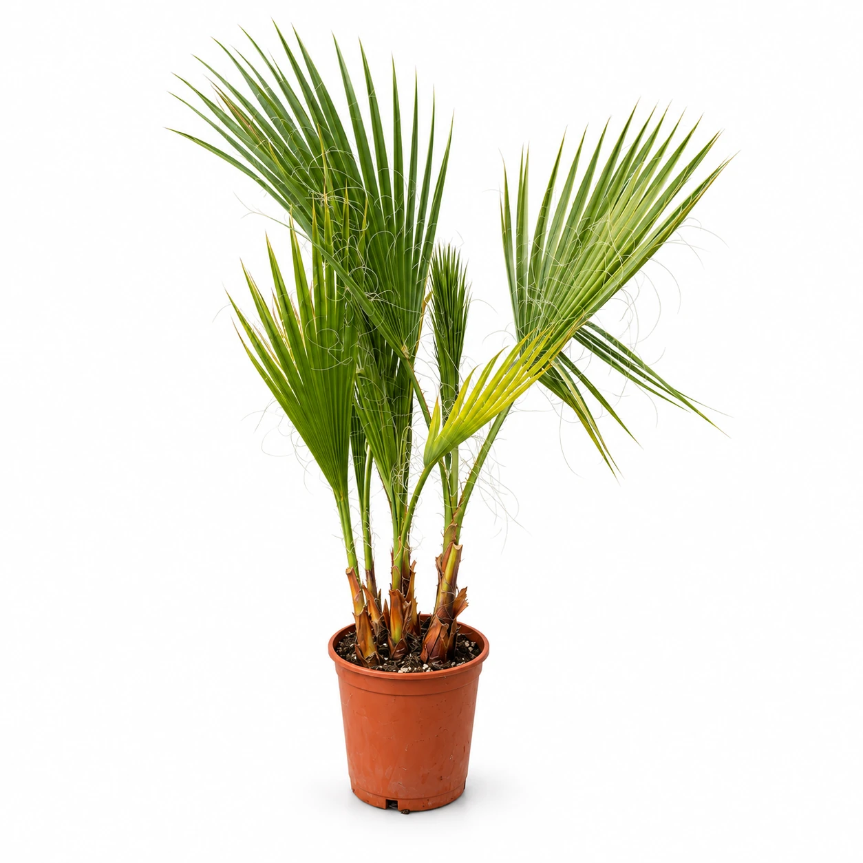 Mexikanische Washingtonpalme im Pflanztopf vor weissem Hintergrund