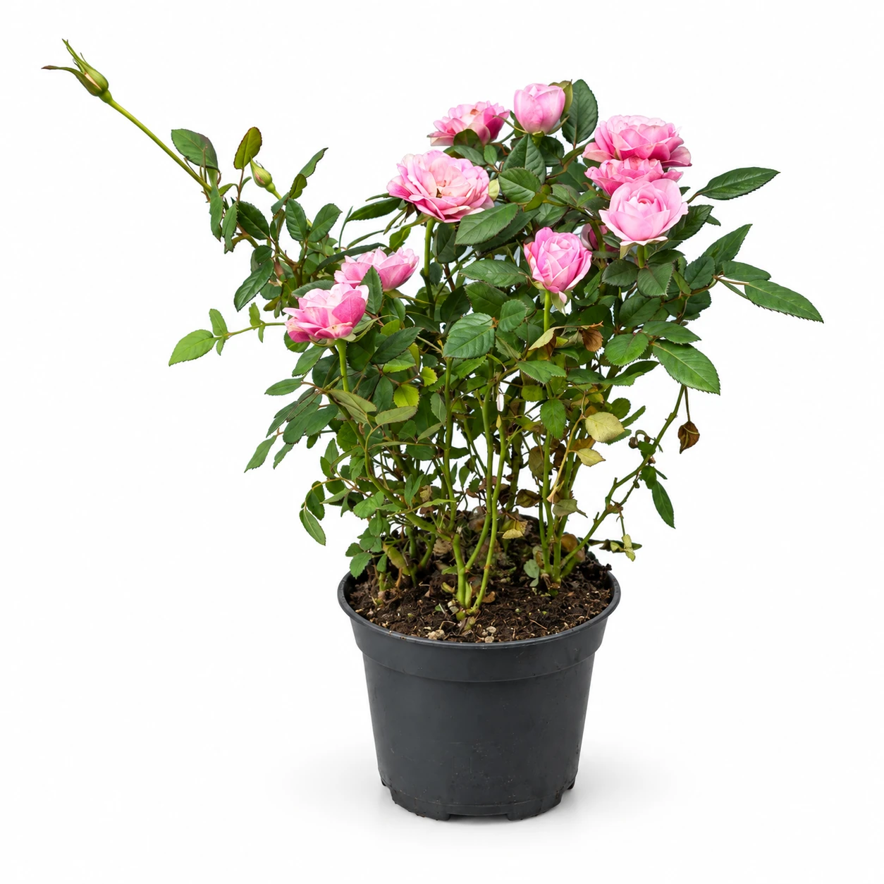 Edelrose im Pflanztopf vor weissem Hintergrund