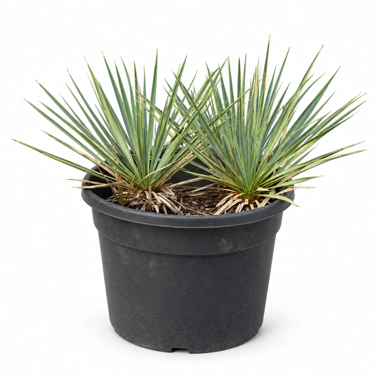 Hesperoyucca whipplei im Pflanztopf vor weissem Hintergrund