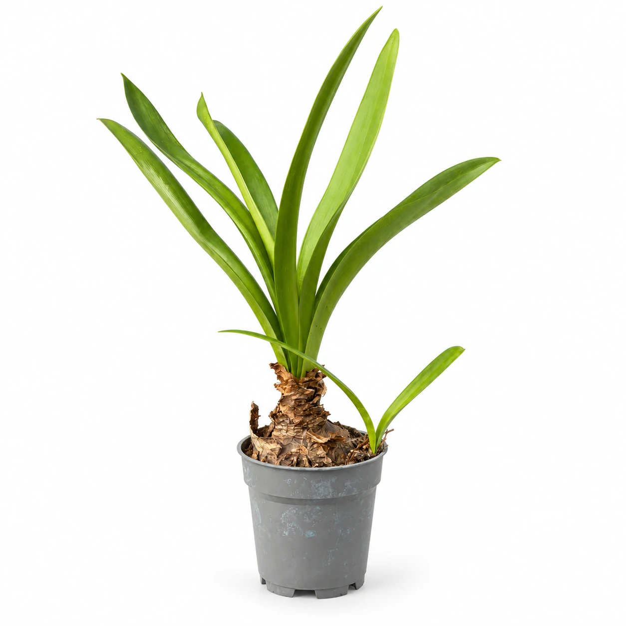 Hippeastrum striatum im Pflanztopf vor weissem Hintergrund