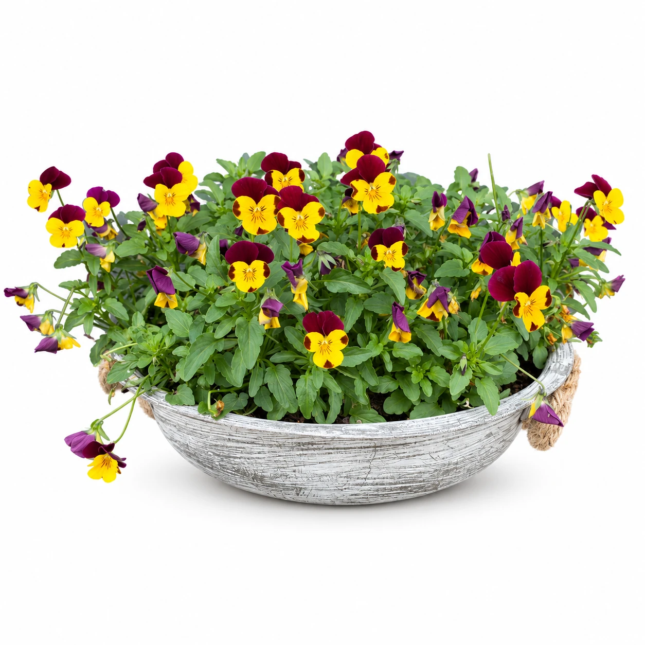 Wildes Stiefmütterchen (Viola tricolor) im Pflanzgefäss vor weissem Hintergrund
